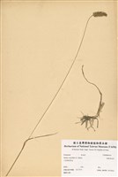 藏品(倒刺狗尾草)的圖片